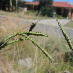 Paspalum dilatatum (Paspalum) at Pollinator-friendly garden Conder - 26 Feb 2021 by michaelb