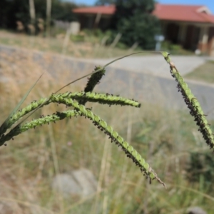 Paspalum dilatatum at Conder, ACT - 26 Feb 2021