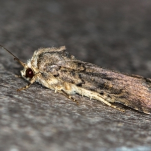 Proteuxoa provisional species 3 at Melba, ACT - 21 Jan 2021