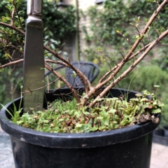 Marchantia sp. (genus) (A Liverwort) at Hughes, ACT - 22 Apr 2021 by ruthkerruish