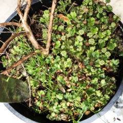 Marchantia sp. (genus) at Hughes, ACT - suppressed