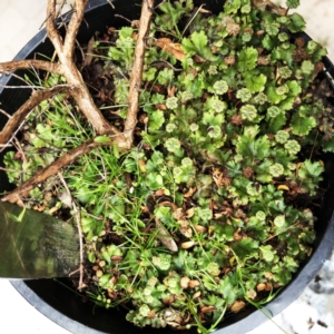 Marchantia sp. (genus) at Hughes, ACT - suppressed