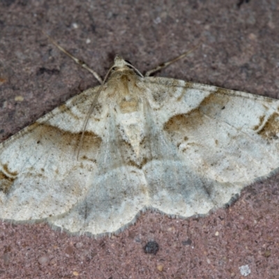 Syneora hemeropa (Ring-tipped Bark Moth) at Melba, ACT - 21 Jan 2021 by Bron