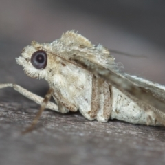 Syneora hemeropa at Melba, ACT - 21 Jan 2021 01:23 PM