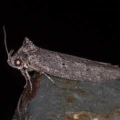 Oecophoridae (family) (Unidentified Oecophorid concealer moth) at Melba, ACT - 20 Jan 2021 by Bron