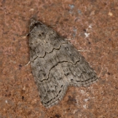 Calathusa sp nr dispila at Melba, ACT - 19 Jan 2021 by Bron