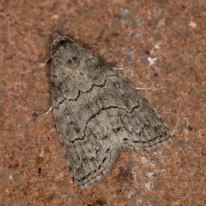 Calathusa sp nr dispila at Melba, ACT - 20 Jan 2021 09:49 AM