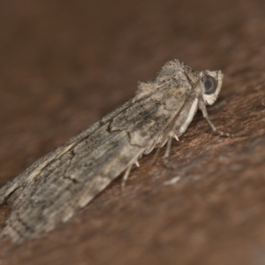 Calathusa sp nr dispila at Melba, ACT - 20 Jan 2021 09:49 AM