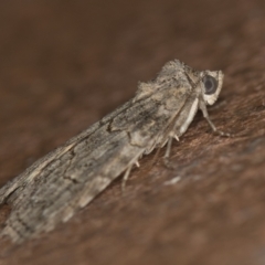 Calathusa sp nr dispila at Melba, ACT - 20 Jan 2021