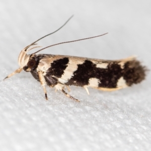 Macrobathra baliomitra at Melba, ACT - 20 Jan 2021