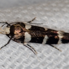 Macrobathra baliomitra at Melba, ACT - 20 Jan 2021 09:54 AM