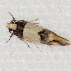 Macrobathra hamaxitodes at Melba, ACT - 20 Jan 2021