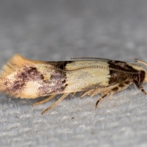 Macrobathra hamaxitodes at Melba, ACT - 20 Jan 2021 09:58 AM