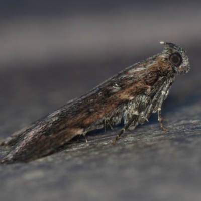 Orthaga thyrisalis (Teatree Web Moth) at Melba, ACT - 20 Jan 2021 by Bron