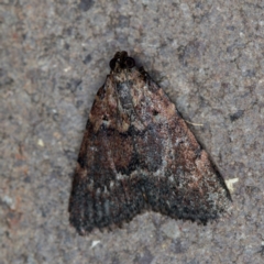 Orthaga thyrisalis at Melba, ACT - 20 Jan 2021 10:02 AM