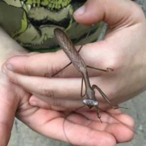 Pseudomantis albofimbriata at Pambula Preschool - 22 Apr 2021