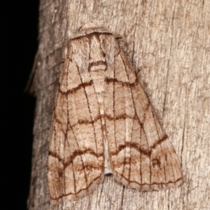 Stibaroma undescribed species at Melba, ACT - 17 Apr 2021