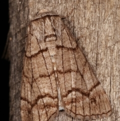 Stibaroma undescribed species at Melba, ACT - 17 Apr 2021 11:55 PM