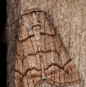 Stibaroma undescribed species at Melba, ACT - 17 Apr 2021