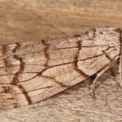 Stibaroma undescribed species at Melba, ACT - 17 Apr 2021 11:55 PM