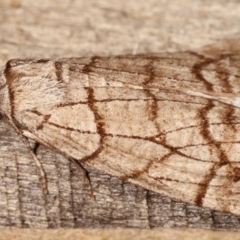 Stibaroma undescribed species at Melba, ACT - 17 Apr 2021