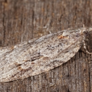 Acropolitis rudisana at Melba, ACT - 17 Apr 2021 11:55 PM