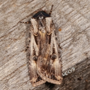 Agrotis munda at Melba, ACT - 17 Apr 2021