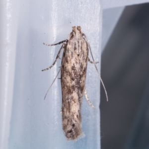 Ardozyga (genus) at Melba, ACT - 17 Apr 2021
