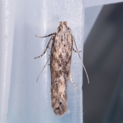 Ardozyga (genus) (Twirler moth, gelechiid moth) at Melba, ACT - 17 Apr 2021 by kasiaaus
