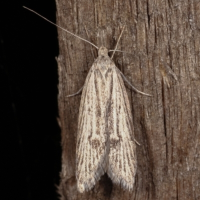 Phryganeutis cinerea (Chezala Group moth) at Melba, ACT - 18 Apr 2021 by kasiaaus