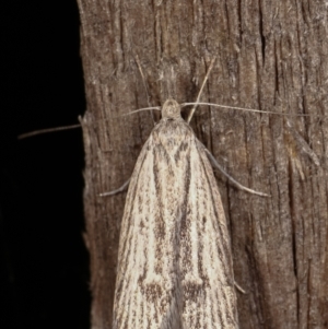 Phryganeutis cinerea at Melba, ACT - 18 Apr 2021