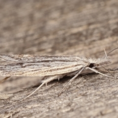 Phryganeutis cinerea at Melba, ACT - 18 Apr 2021