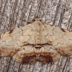 Sandava xylistis (Rusty Snout) at Melba, ACT - 18 Apr 2021 by kasiaaus