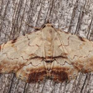 Sandava xylistis at Melba, ACT - 18 Apr 2021