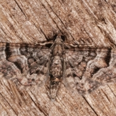Chloroclystis metallospora (Geometer moth) at Melba, ACT - 18 Apr 2021 by kasiaaus