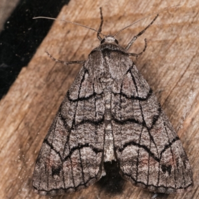 Stibaroma undescribed species (A Line-moth) at Melba, ACT - 18 Apr 2021 by kasiaaus