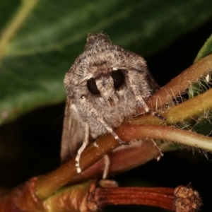 Dasygaster padockina at Melba, ACT - 18 Apr 2021 10:35 PM