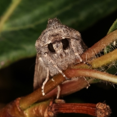 Dasygaster padockina (Tasmanian Cutworm) at Melba, ACT - 18 Apr 2021 by kasiaaus