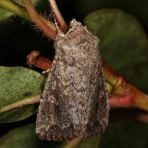 Dasygaster padockina at Melba, ACT - 18 Apr 2021