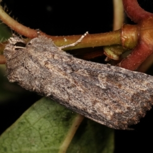 Dasygaster padockina at Melba, ACT - 18 Apr 2021