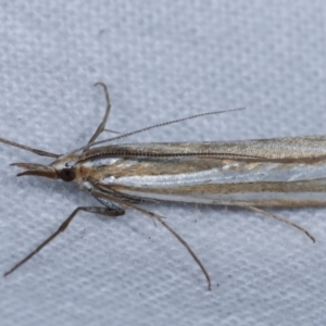 Hednota species near grammellus at Melba, ACT - 19 Apr 2021