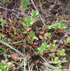 Lythrum hyssopifolia (Small Loosestrife) at Holt, ACT - 22 Apr 2021 by NedJohnston