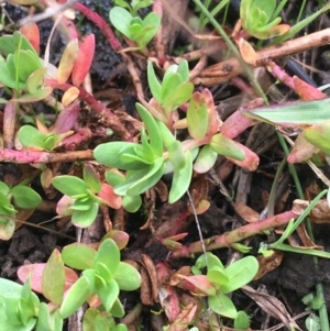 Lythrum hyssopifolia at Holt, ACT - 22 Apr 2021 12:45 PM