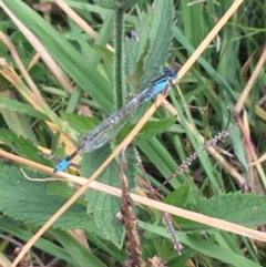 Ischnura heterosticta (Common Bluetail Damselfly) at Ginninderry Conservation Corridor - 22 Apr 2021 by NedJohnston