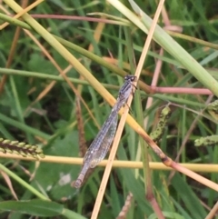 Ischnura heterosticta (Common Bluetail Damselfly) at Ginninderry Conservation Corridor - 22 Apr 2021 by Ned_Johnston