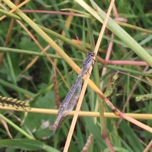 Ischnura heterosticta at Holt, ACT - 22 Apr 2021