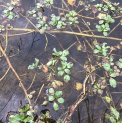 Ludwigia peploides subsp. montevidensis (Water Primrose) at Ginninderry Conservation Corridor - 22 Apr 2021 by Ned_Johnston