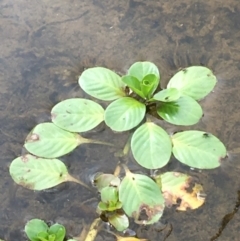 Ludwigia peploides subsp. montevidensis at Holt, ACT - 22 Apr 2021