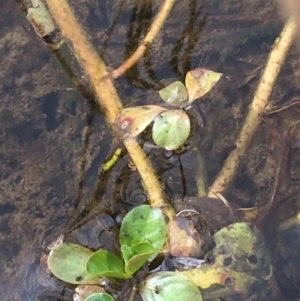 Ludwigia peploides subsp. montevidensis at Holt, ACT - 22 Apr 2021