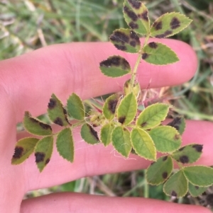 Rosa sp. at Holt, ACT - 22 Apr 2021